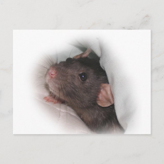 Carte Postale Le rat Dumbo veut jouer ? (Devant)