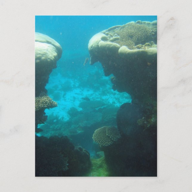 Carte Postale Le récif de Ningaloo (Devant)