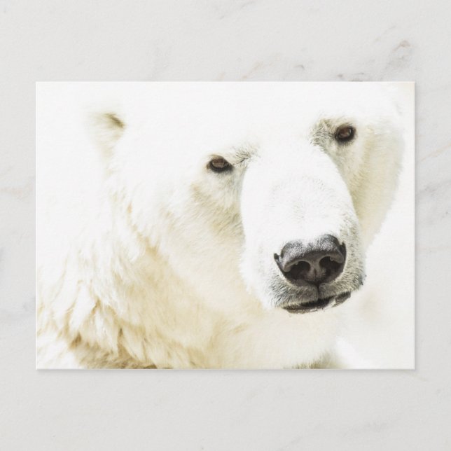 Carte Postale Le regard d'un ours polaire (Devant)