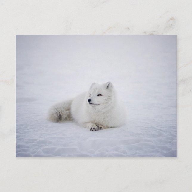 Carte Postale Le renard arctique au pays des merveilles hivernal (Devant)