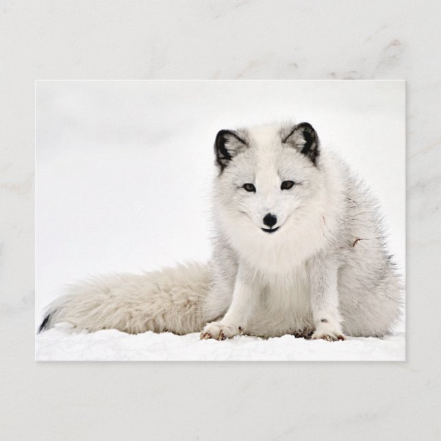 Carte Postale Le renard arctique dans la neige (Devant)