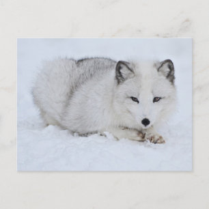 Carte Postale Le renard arctique dans la neige