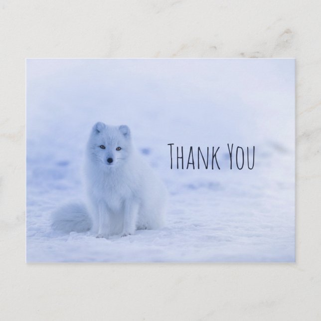 Carte Postale Le renard arctique mou sur le Merci de neige (Devant)