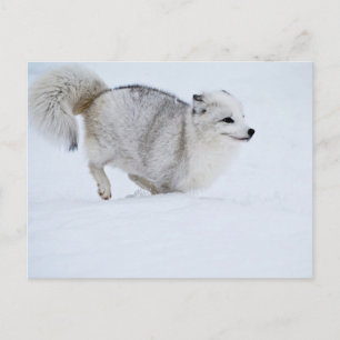 Carte Postale Le renard arctique sur la course