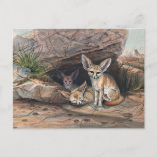Carte Postale Le renard de Fennec par Joseph Wolf