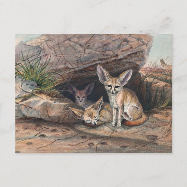 Carte Postale Le renard de Fennec par Joseph Wolf (Devant)