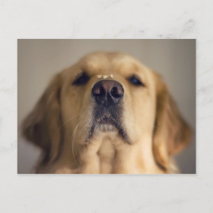 Carte Postale Le Retriever balancer le nez