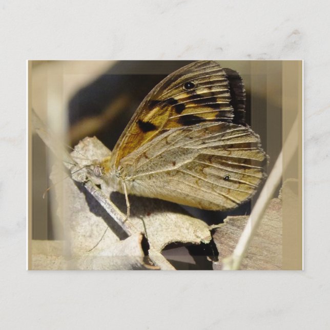Carte Postale Le rêve papillon (Devant)