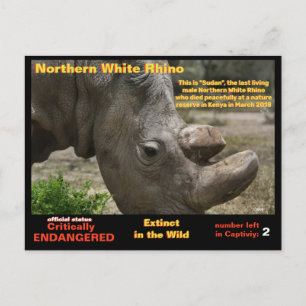 Carte Postale - Le rhinocéros blanc du nord est gravement menacé