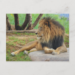 Carte Postale Le roi