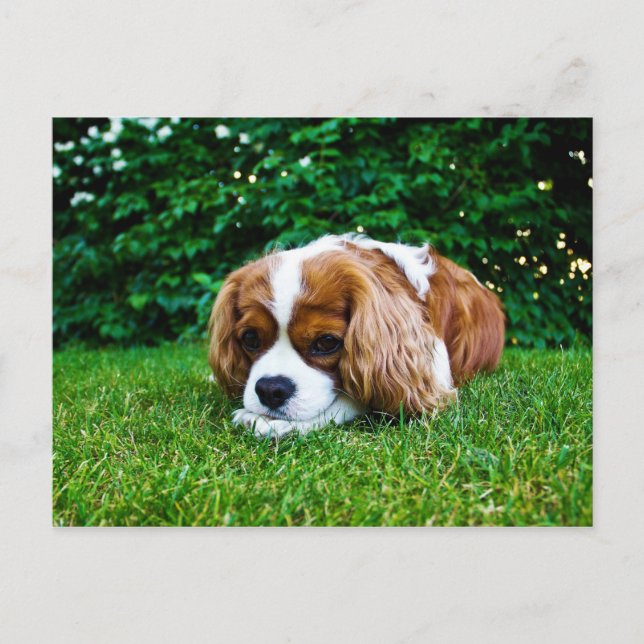 Carte Postale Le roi Cavalier Charles Spaniel Blenheim en herbe (Devant)