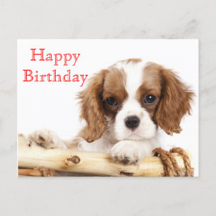 Carte Postale Le Roi Charles Spaniel