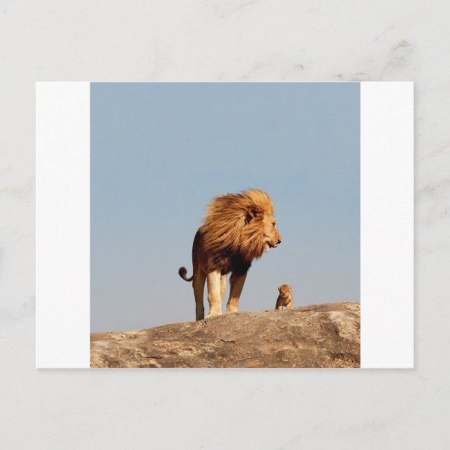 Carte Postale Le Roi Lion (Lion Adulte et Cub) (Devant)