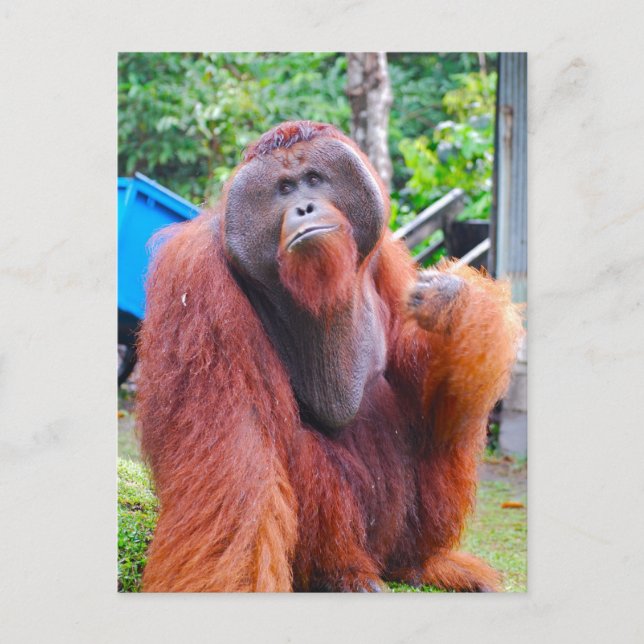 Carte Postale Le roi Orangoutan Tom au camp Leakey (Devant)