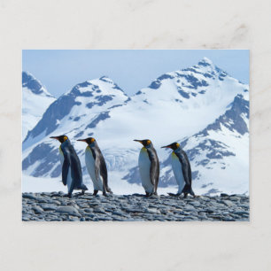 Carte Postale Le roi Penguins de Géorgie du Sud