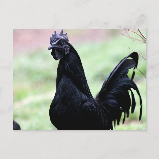 Carte Postale Le Rooster Ayam Cemani Nommé Vlad (Devant)