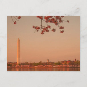 Carte Postale Le Sakura de Washington est sunset.