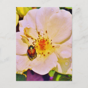 Carte Postale Le scarabée japonais sur la rose blanche