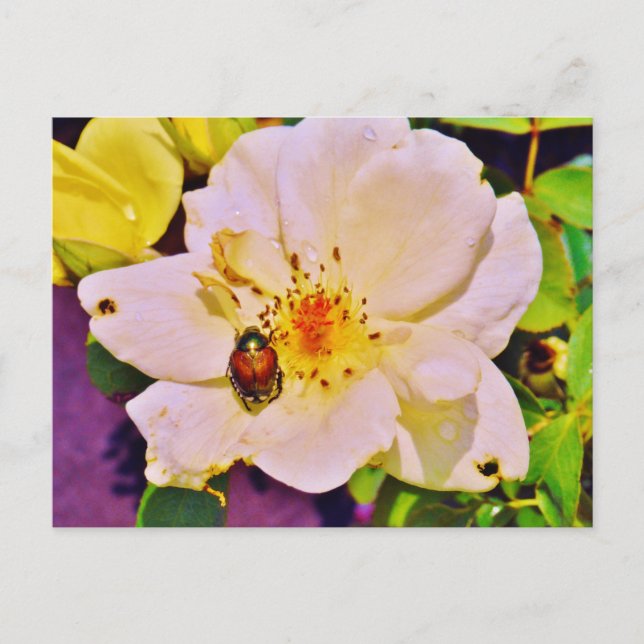 Carte Postale Le scarabée japonais sur la rose blanche (Devant)