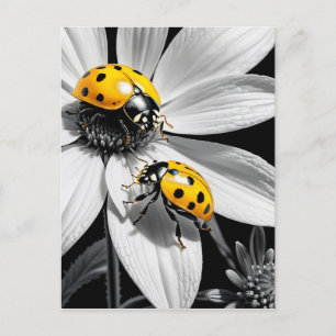 Carte Postale Le scarabée jaune sur la fleur blanche noire