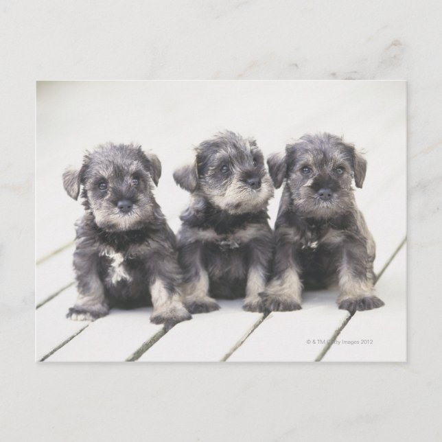 Carte Postale Le Schnauzer miniature est une race de petit chien (Devant)