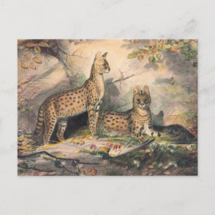 Carte Postale Le Serval de Joseph Wolf