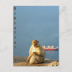 Carte Postale Le singe barbare de Gibraltar