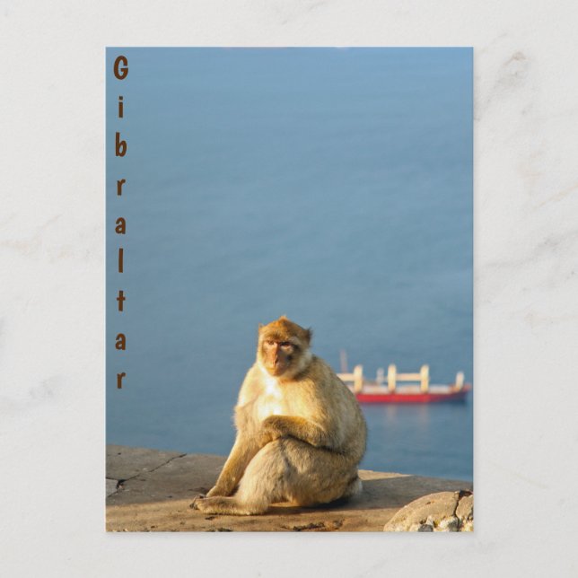 Carte Postale Le singe barbare de Gibraltar (Devant)