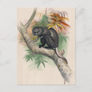 Carte Postale Le singe Pluto par Joseph Wolf
