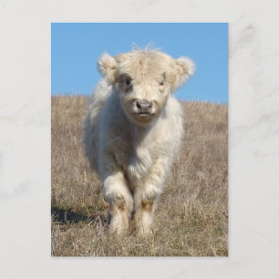 Carte Postale Le snowball du veau des Highlands