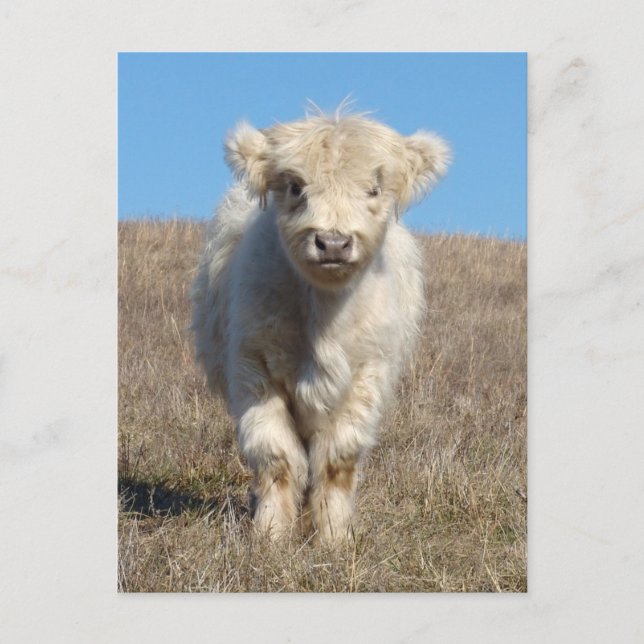 Carte Postale Le snowball du veau des Highlands (Devant)