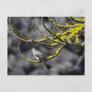 Carte Postale Le Solitaire de Townsend