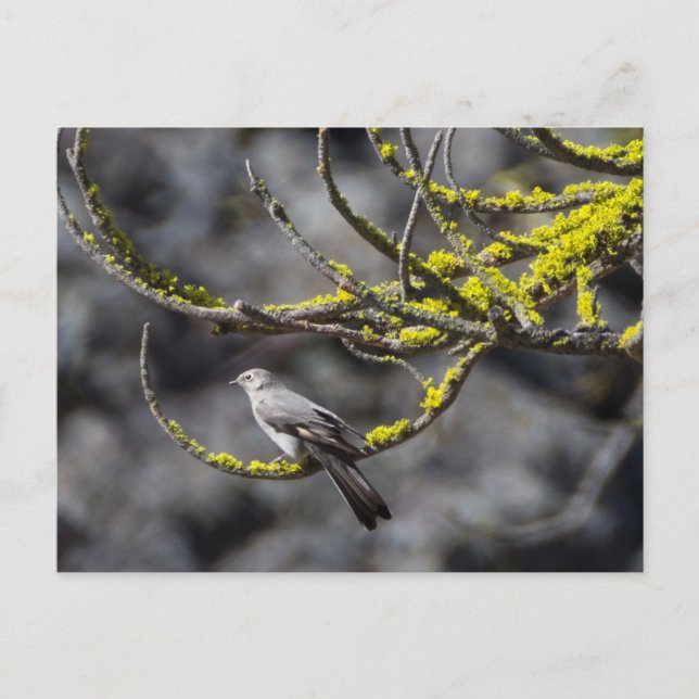 Carte Postale Le Solitaire de Townsend (Devant)