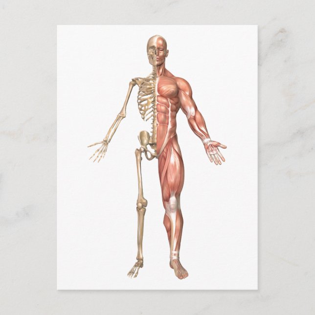 Carte Postale Le Squelette Humain Et Le Système Musculaire, Avan (Devant)