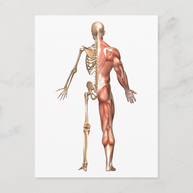 Carte Postale Le Squelette Humain Et Le Système Musculaire, Reto (Devant)