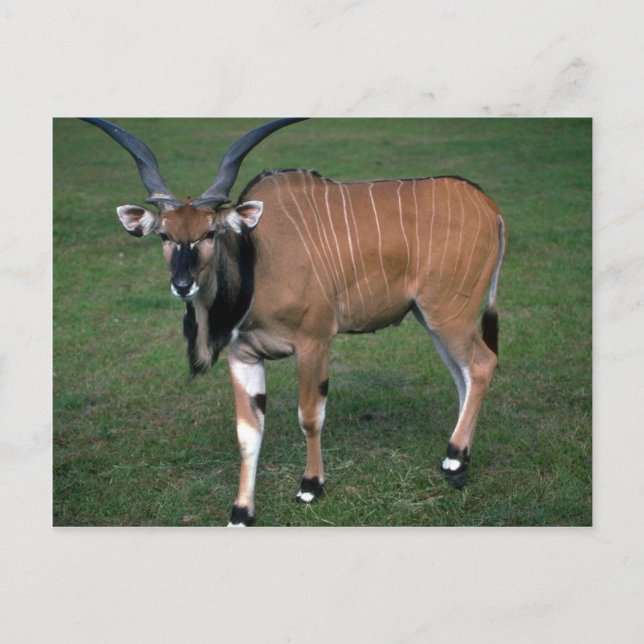Carte Postale Le taureau Eland-young de Lord Derby (Devant)