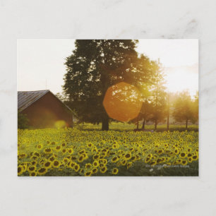 Carte Postale Le Terrain De Tournesol Au Coucher Du Soleil Avec 
