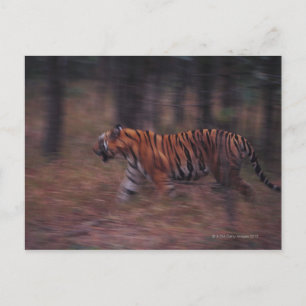 Carte Postale Le tigre à travers la forêt
