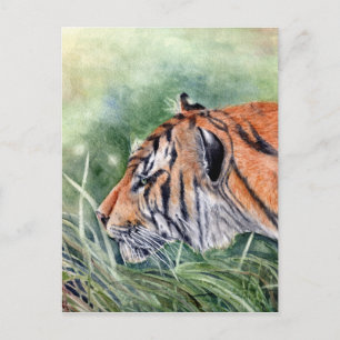 Carte Postale Le tigre dans la jungle