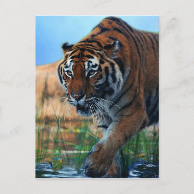 Carte Postale Le tigre dans l'eau (Devant)