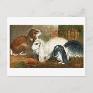 Carte Postale Le trio de lapins
