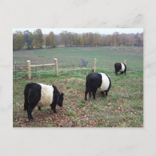 Carte Postale Le troupeau de vaches de Beltie le long d'un senti