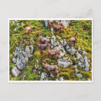 Carte Postale Le troupeau des Bouquetins