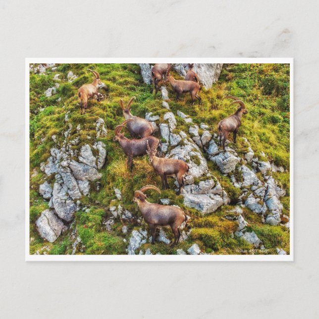 Carte Postale Le troupeau des Bouquetins (Devant)