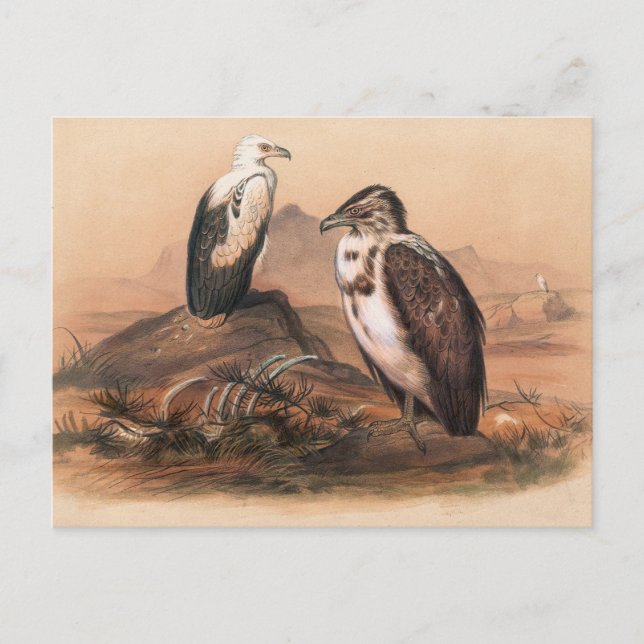 Carte Postale Le vautour angolais par Joseph Wolf (Devant)