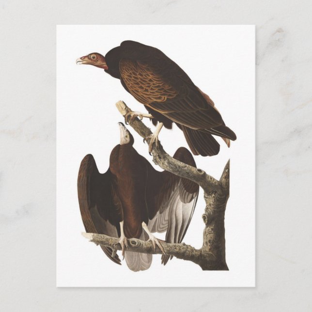 Carte Postale Le vautour turc d'Audubon (Devant)