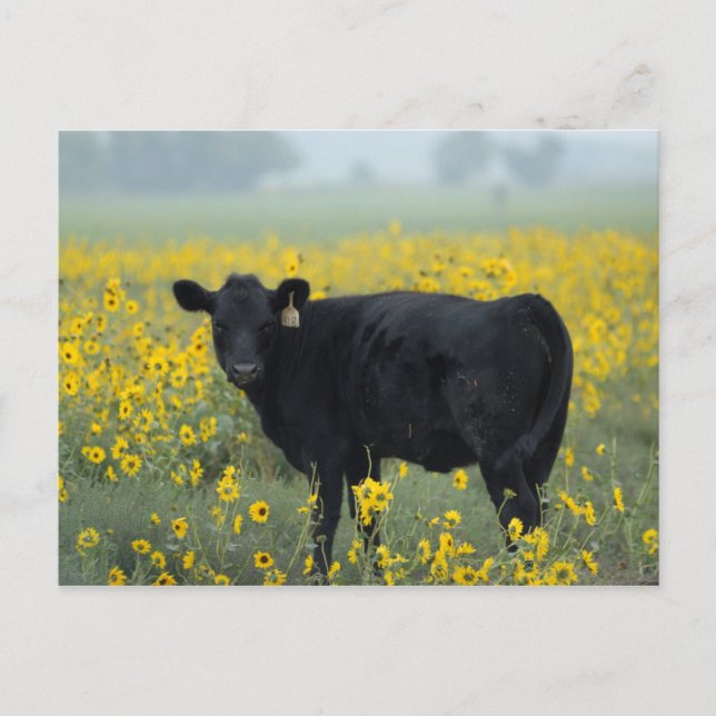 Carte Postale Le veau noir dans un champ de tournesols (Devant)