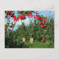 Le verger Apple
