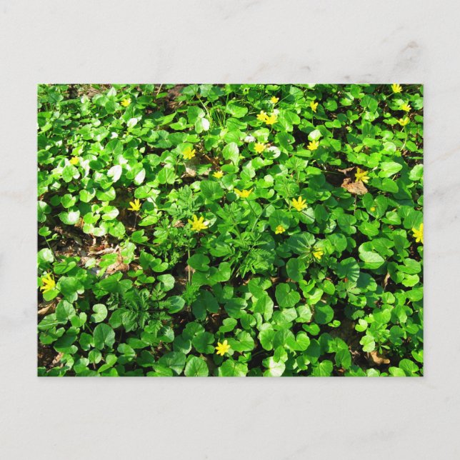 Carte Postale le vert est beau (Devant)