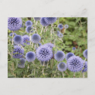Carte Postale Le violet Globe siffle dans un jardin suisse